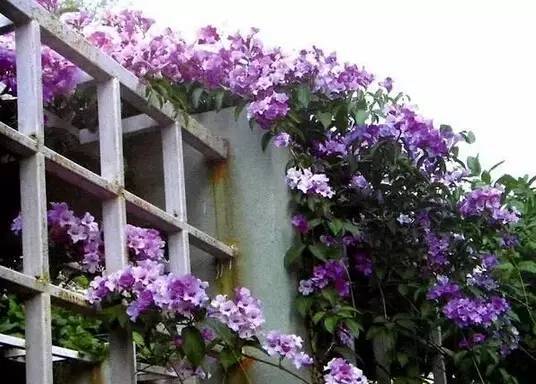 陽臺爬藤植物，這種你可能還沒種過