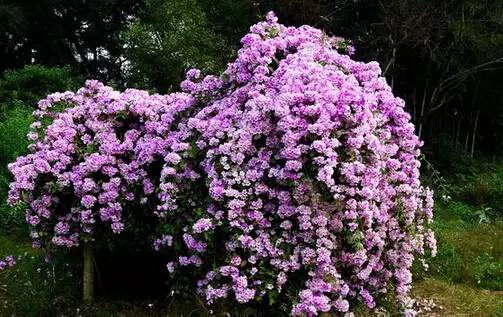 陽臺爬藤植物，這種你可能還沒種過