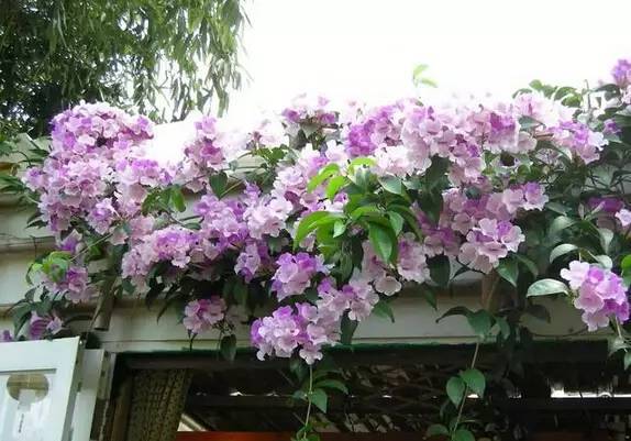 陽臺爬藤植物，這種你可能還沒種過