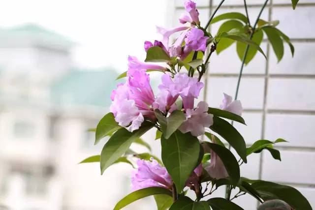 陽臺爬藤植物，這種你可能還沒種過