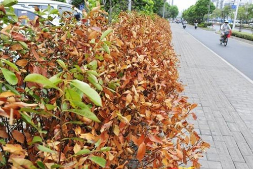 被高溫“烤傷”的綠化怎么辦?