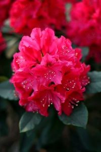 歐洲高山杜鵑在渝引種成功