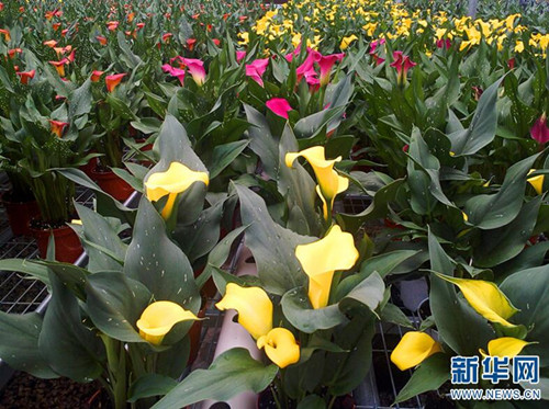 云南省花卉所:圍繞產業需求加快科技轉化