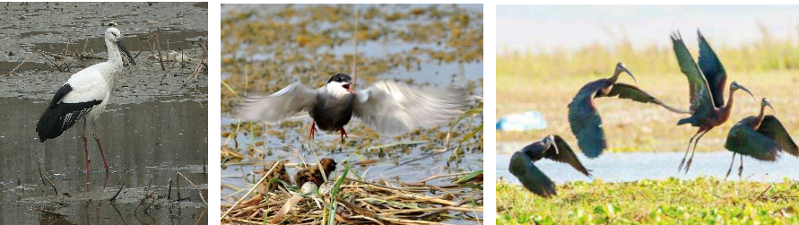 鄧偉：湖城一體化協調發展