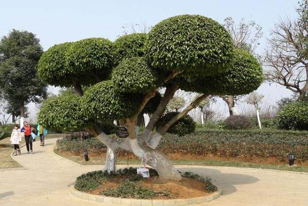 適合庭院的10種經典高顏值主景觀樹木