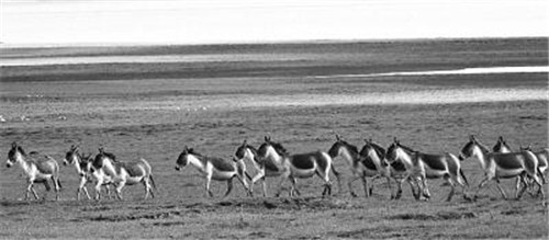 為三江源國(guó)家公園提供科技支撐