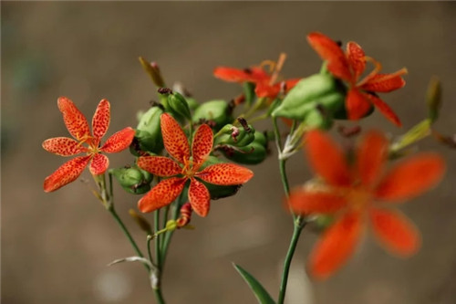 秦嶺國家植物園打造生態保護新高地