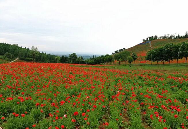 秦嶺國家植物園打造生態保護新高地