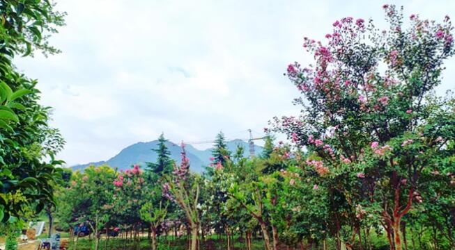 秦嶺國家植物園打造生態保護新高地