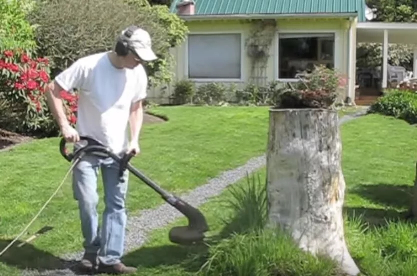 男子將爛樹(shù)樁改造成了小鎮(zhèn)景點(diǎn)