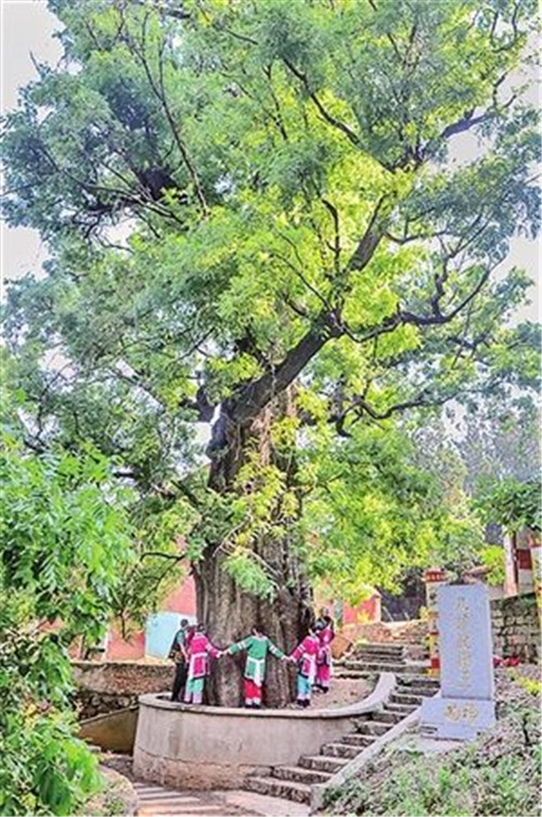 昆明啟動(dòng)古樹(shù)名木普查