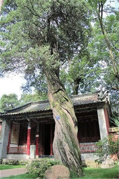 昆明啟動(dòng)古樹(shù)名木普查