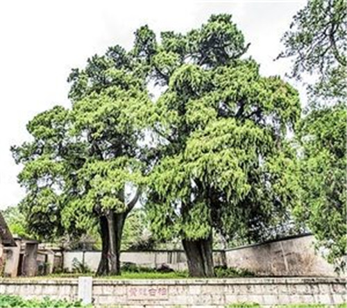 昆明啟動(dòng)古樹(shù)名木普查