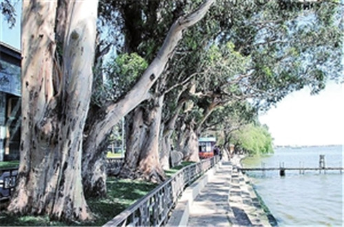 昆明啟動(dòng)古樹(shù)名木普查