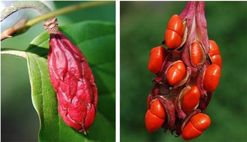 植物王國中“活化石”天女木蘭的栽培技術