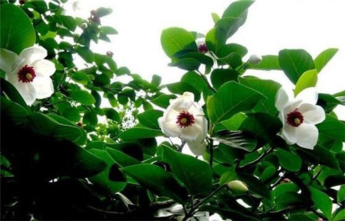 植物王國中“活化石”天女木蘭的栽培技術