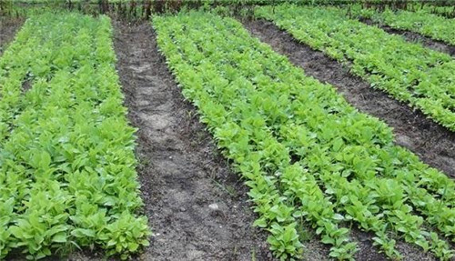 植物王國中“活化石”天女木蘭的栽培技術