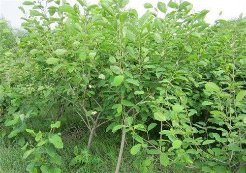 植物王國中“活化石”天女木蘭的栽培技術