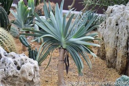 重慶查獲瀕危植物折扇蘆薈