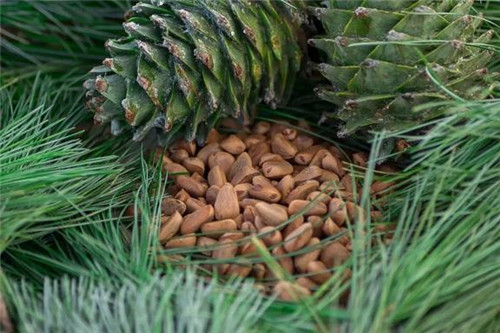 生態經濟價值極高的樹種——紅松的栽培技術