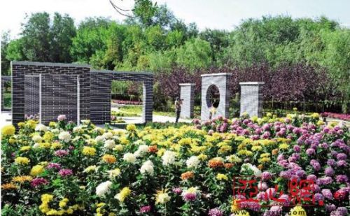 烏魯木齊市植物園20萬(wàn)盆菊花開(kāi)了