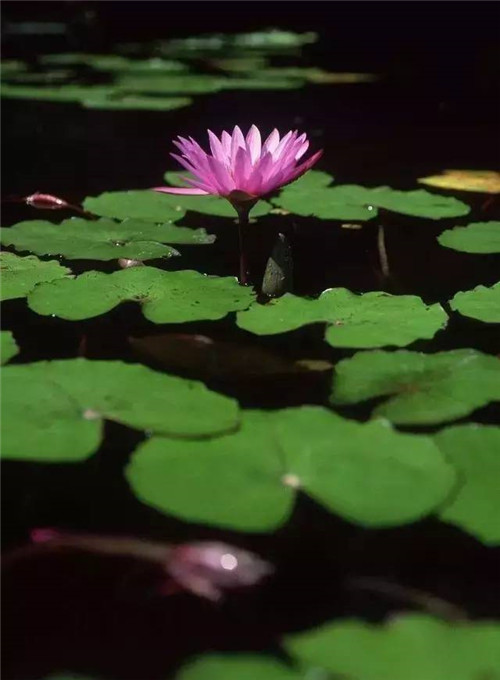水生植物的種植密度！