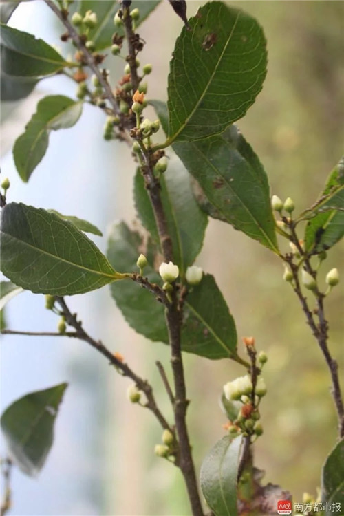 廣東僅存3株這種植物已極度瀕危
