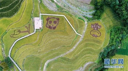 陜西佛坪:鳥瞰生態(tài)水稻公園