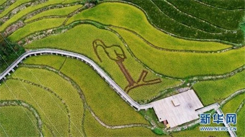 陜西佛坪:鳥瞰生態(tài)水稻公園