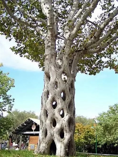 這些千年古樹，都是寶物啊