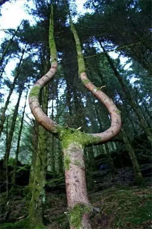 這些千年古樹，都是寶物啊