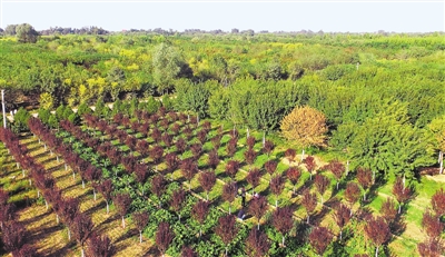 河北定州：苗木成生態富民主導產業