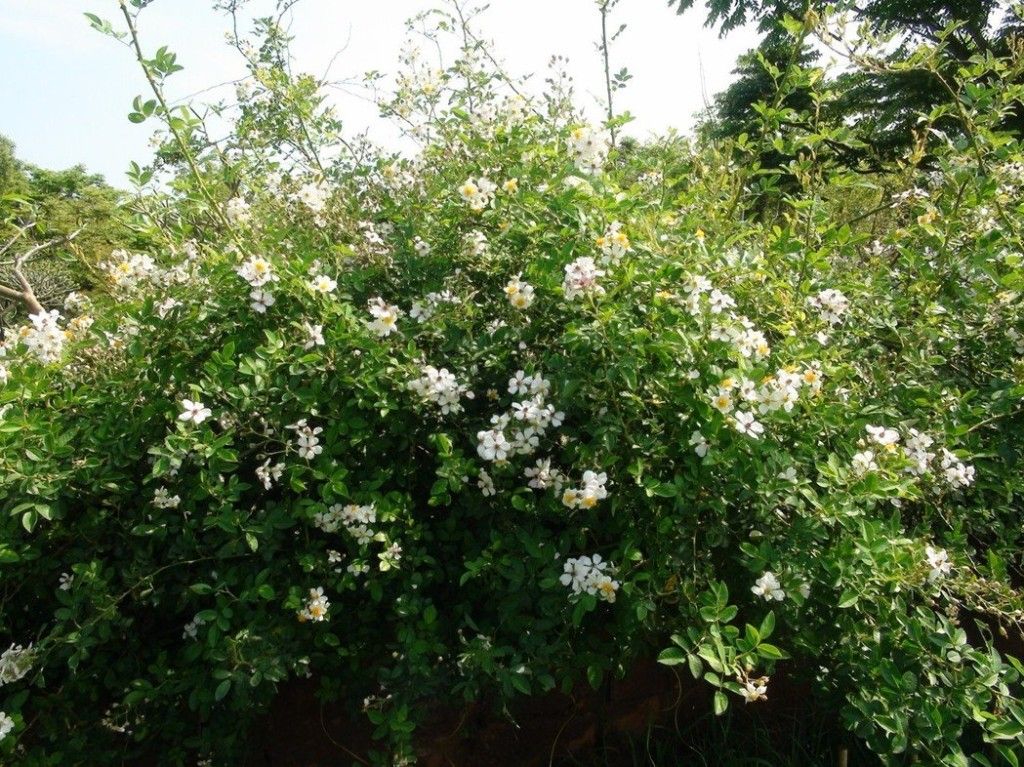 看到這個雜草千萬不要砍,是瀕危野生植物