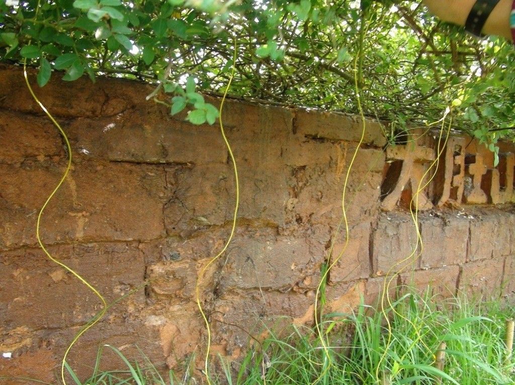 看到這個雜草千萬不要砍,是瀕危野生植物