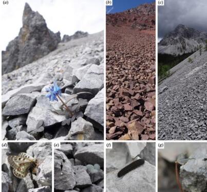 中科院專家發現植物偽裝術