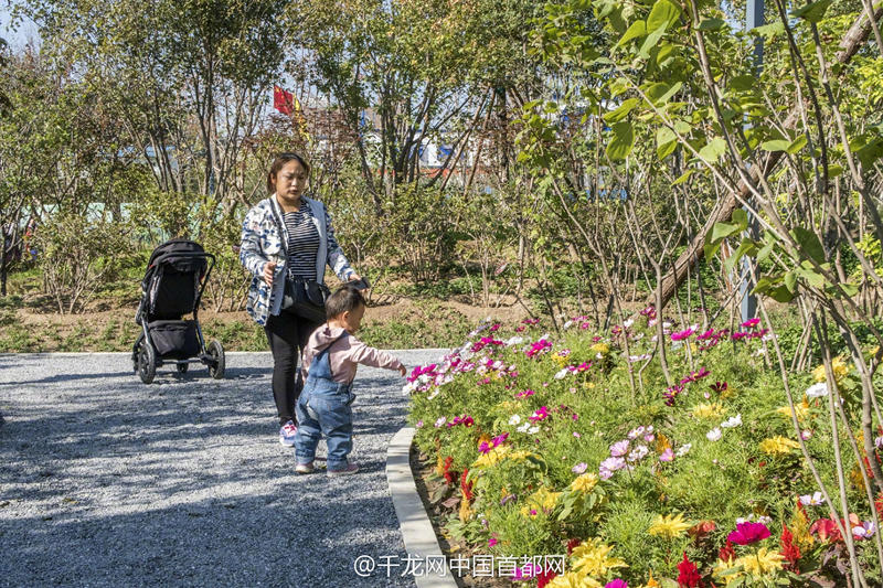 北京新街口再添城市森林公園 恢復宜居環(huán)境