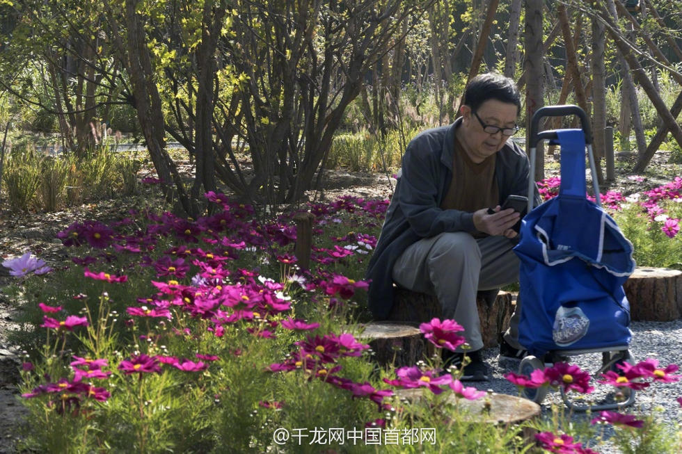 北京新街口再添城市森林公園 恢復宜居環(huán)境