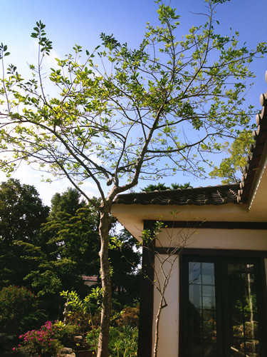 園冶杯專業獎：中惠沁林山莊別墅庭院設計