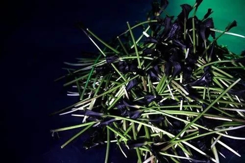 時尚、藝術、花卉 一場盛開的對話