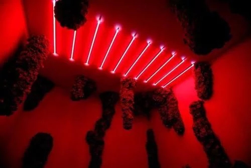 時尚、藝術、花卉 一場盛開的對話