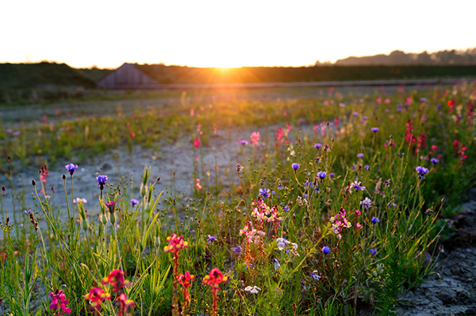荷蘭哈勒默梅爾的Buitenschot公園
