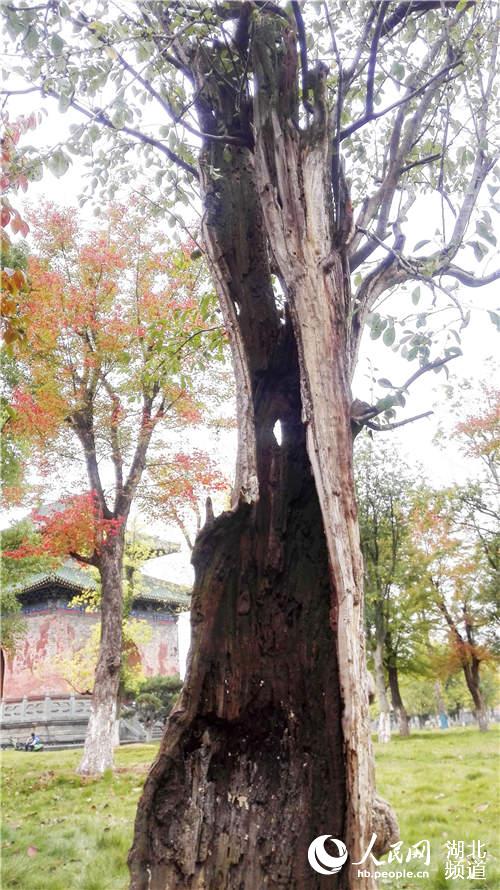 武當山玉虛宮內(nèi)80年古樹只剩“一張皮”