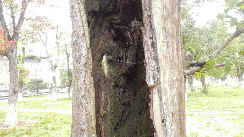 武當山玉虛宮內(nèi)80年古樹只剩“一張皮”