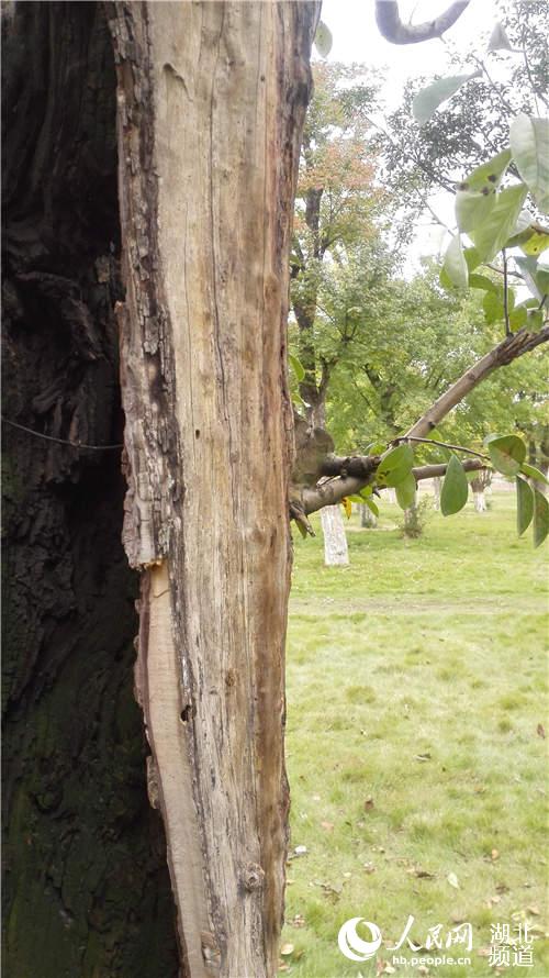 武當山玉虛宮內(nèi)80年古樹只剩“一張皮”