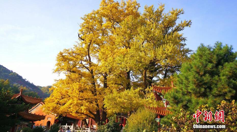 二千八百余歲銀杏古樹“披金”蔚為壯觀