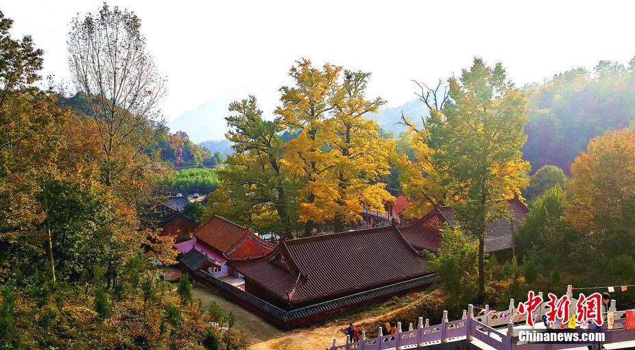 二千八百余歲銀杏古樹“披金”蔚為壯觀