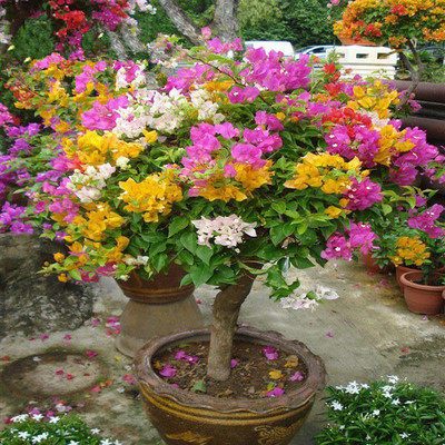 最適合擺在窗臺上的花卉盆栽