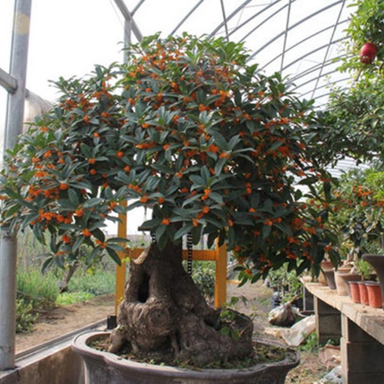 最適合擺在窗臺上的花卉盆栽