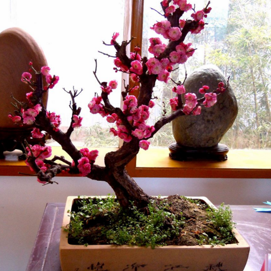 最適合擺在窗臺上的花卉盆栽