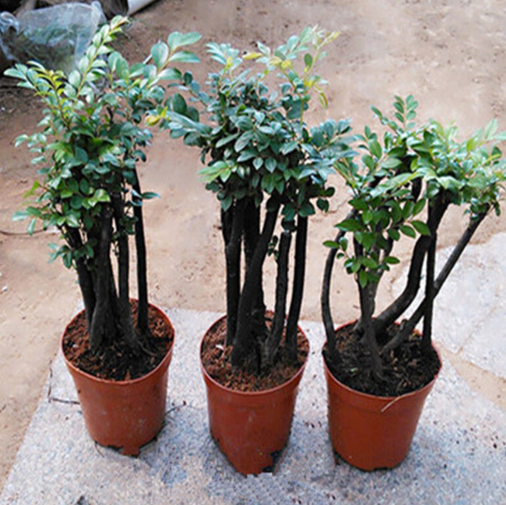 最適合擺在窗臺上的花卉盆栽